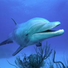UŽASNI GODIŠNJI LOV: Posle kitova došli na red i delfini, i to njih 1.700!