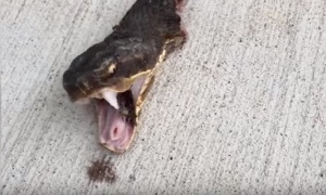 (UZNEMIRUJUĆI SADRŽAJ) Pronašli zmiju u dvorištu, odsekli joj glavu - tek tada počinju muke! (VIDEO)
