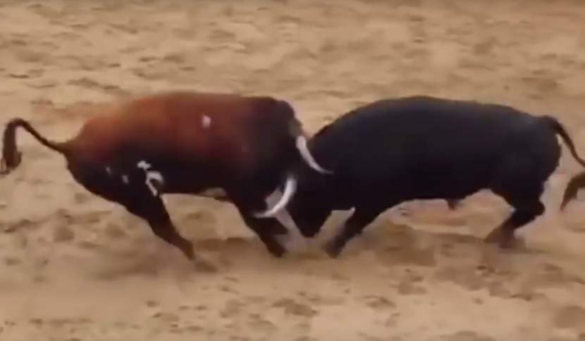 UZNEMIRUJUĆE: Dva bika teška po POLA TONE sudarila se rogovima u Koridi i na mestu ostali MRTVI (VIDEO)