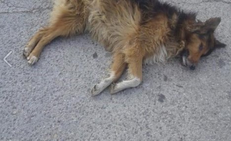 (UZNEMIRUJUĆE FOTOGRAFIJE) UŽAS U BEOČINU: Pas i štene ubijeni sačmaricom iz neposredne blizine