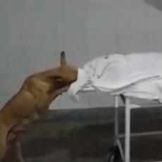 (UZNEMIRUJUĆE) HOROR U BOLNICI: Snimljen pas lutalica kako jede telo stradale devojčice (12) u mrtvačnici