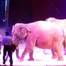 UZNEMIRUJUĆE! INCIDENT! Cirkuski slon GURNUO drugog SLONA u PUBLIKU! (VIDEO)