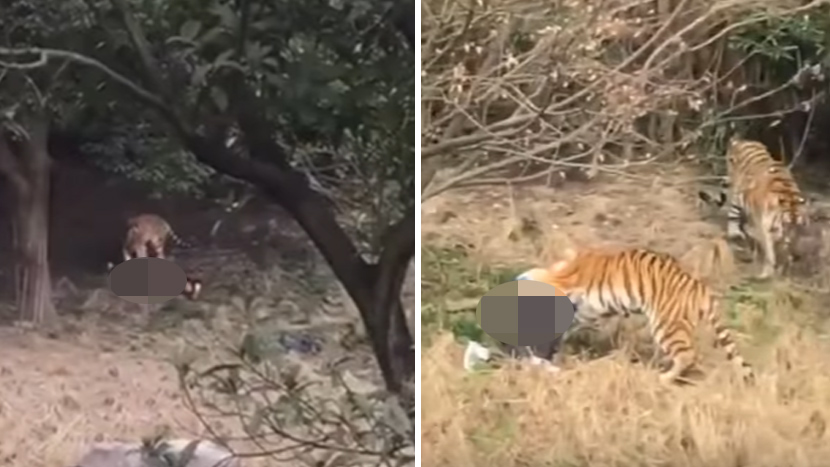 UZNEMIRUJUĆI SNIMAK: Pao je u kavez sa tigrovima, a onda su ga rastrgli i vukli sat vremena pred ženom i detetom (VIDEO)