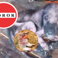 (UZNEMIRUJUĆI VIDEO) ŠALTER SMRTI Snimak šokirao Srbiju - psi jedu svoje štence - i to u udruženju za brigu o njima