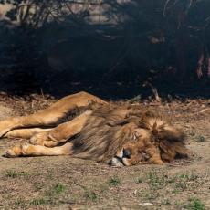 (UZNEMIRUJUĆI VIDEO) Snimak ubistva bespomoćnog lava na spavanju ZGROZIO SVET!