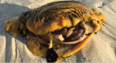 Ubica pasa pronađen na plaži Australije: Da li znate koje je ovo stvorenje? FOTO
