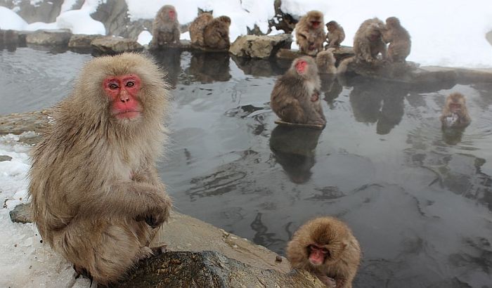 Ubijeno 57 snežnih majmuna