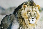 Ubili ga da se pohvale: Sin čuvenog lava Sesila pronađen mrtav