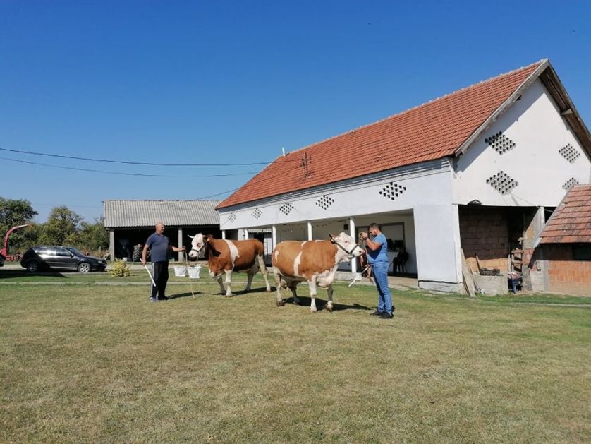 Udruženje odgajivača simentalske rase goveda u Kragujevcu podstiče članove da nastave proizvodnju