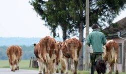 Udruženje stočara: Ako država ne ponudi rešenja za viškove mleka, sledeće nedelje blokade ...