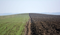Udruženje žita Srbije: Na domaćem tržištu, a ni u svetu neće biti nestašice pšenice 