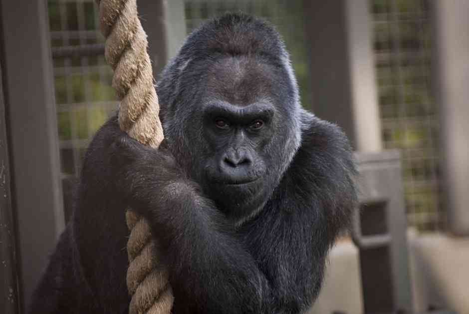 Uginula Koko, gorila koja je znala znakovni jezik