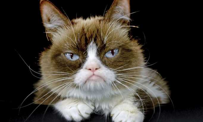 Uginula internet senzacija Mačka Mrgud