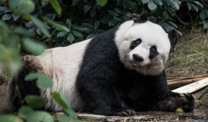 Uginula jedna od najstarijih pandi 