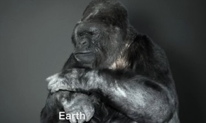 Uginula najomiljenija gorila na svetu, koja se s ljudima sporazumevala na znakovnom jeziku (VIDEO)