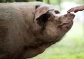 Uginula najpoznatija svinja u istoriji