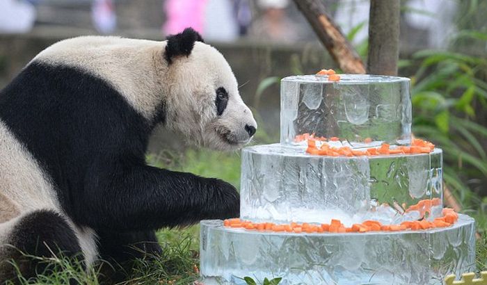 Uginula najstarija panda na svetu