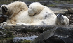Uginulo još jedno mladunče polarnog medveda u zoološkom vrtu u Berlinu