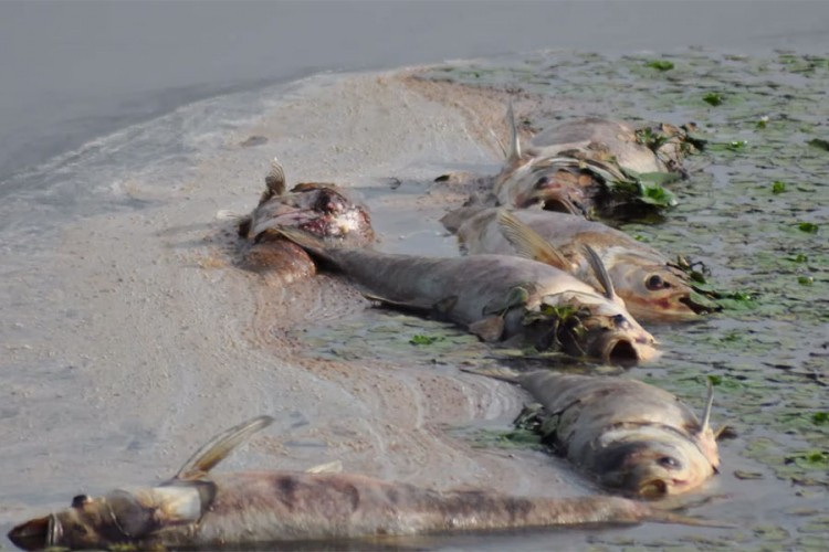 Uginulo više od pet tona ribe u prnjavorskom “Ribnjaku”