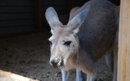
					Uginuo kengur u zoo vrtu u Kini - posetioci ga gađali kamenicama da bi skakao 
					
									