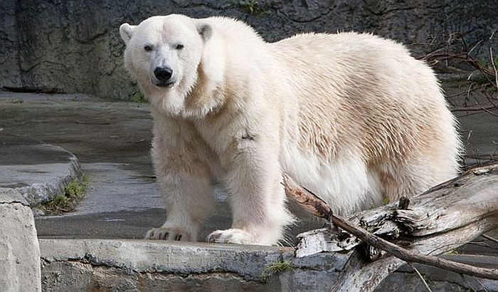 Uginuo najstariji polarni medved u SAD
