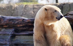 
					Uginuo najstariji polarni medved u SAD 
					
									