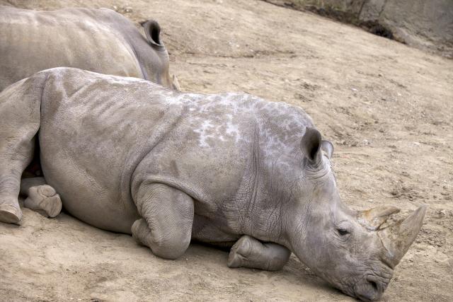 Uginuo poslednji mužjak severnog belog nosoroga