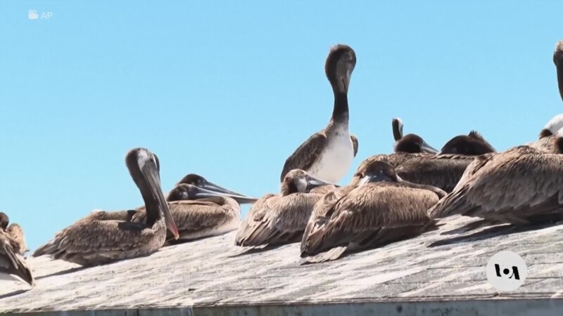 Ugroženi pelikani na kalifornijskoj obali