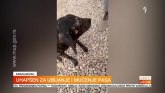 Uhapšen mučitelj pasa u Kragujevcu; radnici azila tvrde: To je gnusna laž VIDEO