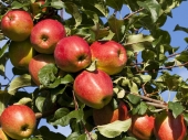 Uhapšen vlasnik voćnjaka koji je pretukao kradljivca jabuka
