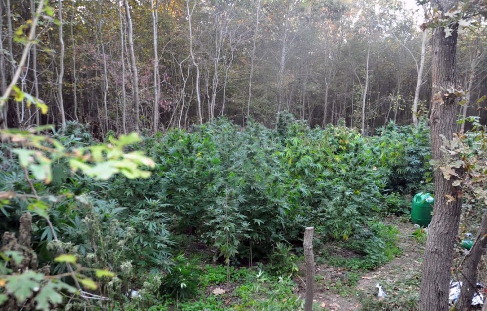 Uhapšeni se sumnjiče da su u šumi zasadili 50 kg marihuane