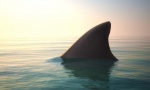 Uhvaćen morski pas kod Šibenika težak pola tone