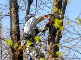 Uklanjaju se stabla na Novom Beogradu
