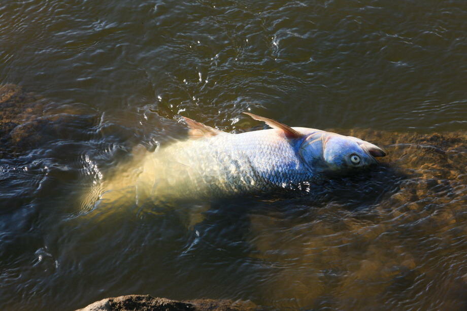 Uklonjeno deset tona uginule ribe u reci Odri,  uzrok zagađena nepoznat