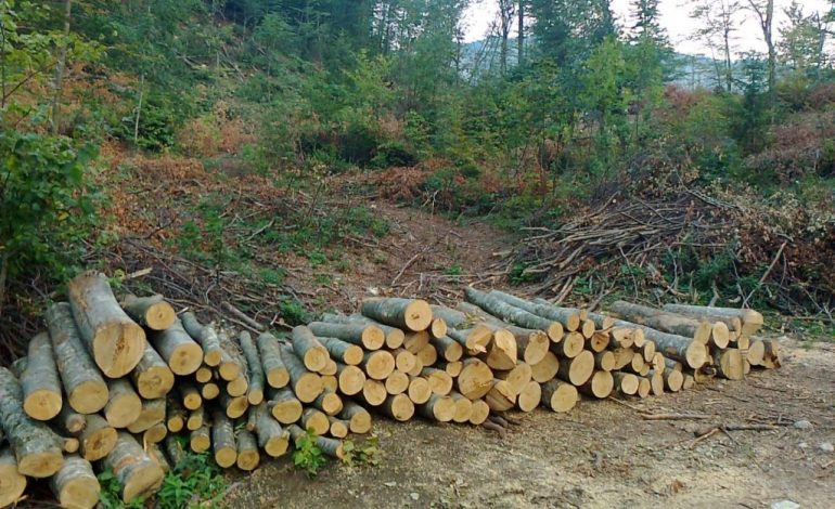 Ukupna proizvodnja šumskih sortimenata manja za 1,14 odsto
