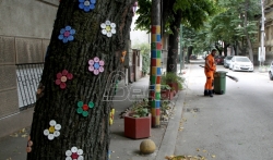 Ulica Ive Lole Ribara jedinstvena u Nišu zbog ukrašenog drvoreda lipa (FOTO)