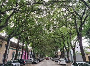 Ulica u centru Kikinde među najlepšima na svetu