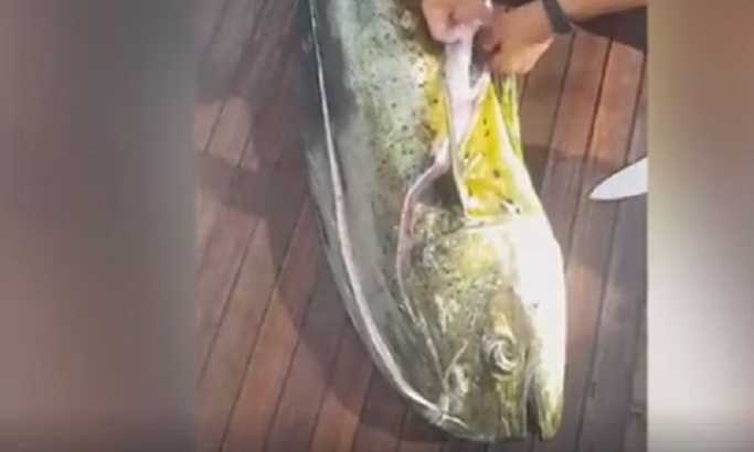 Ulovio je veliku ribu, a kada je rasporio... (VIDEO)