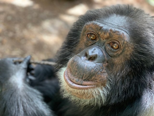 Umro Kobi, najstarija šimpanza u Severnoj Americi
