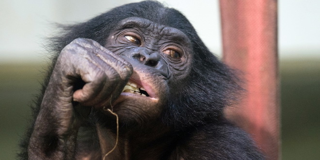 Umro najstariji šimpanza u zoo-vrtovima SAD