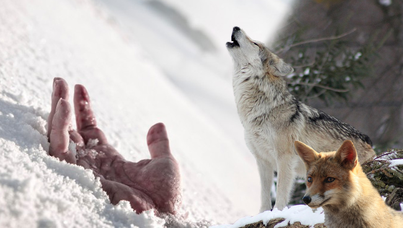 Unakaženo telo čoveka pronađeno u snegu: Smrznuo se, pa mu vukovi pojeli lice i otrgli ruku
