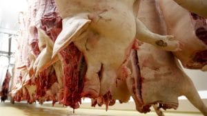 Unija poljoprivrednih proizvođača: Tovno svinjarstvo pred totalnim uništenjem