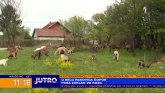 Uništeno stado od 28 koza: Velika šteta, a niko ne preuzima odgovornost VIDEO