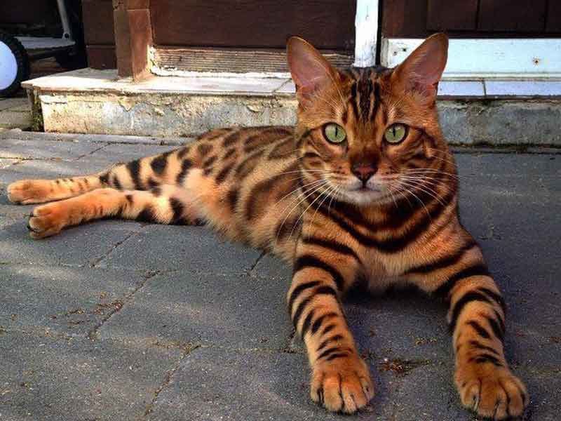 Upoznajte Tora: Mešavinu mačke i bengalskog tigra! FOTO