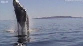 Upoznajte Valentinu, ženku kita spašenu iz ribarske mreže