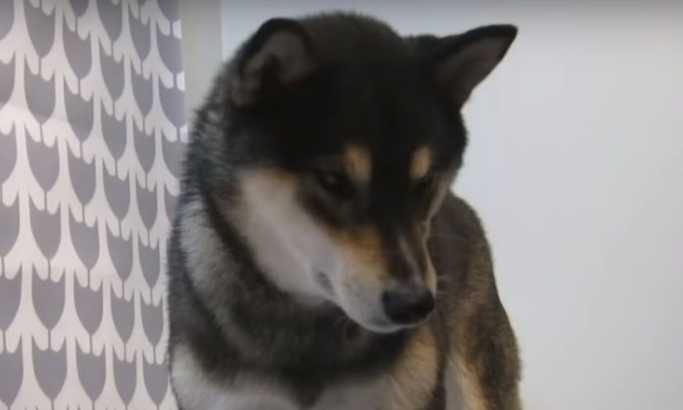 Upoznajte šiba ina, psa koji zna da slika (VIDEO)