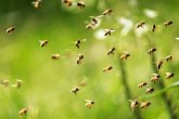 Upozorenje poljoprivrednicima: Sprečimo trovanje pčela