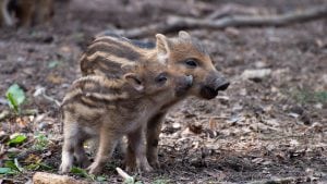 Uprava za šume o divljim svinjama: Izbegavati priobalni deo NBG i Zemuna noću