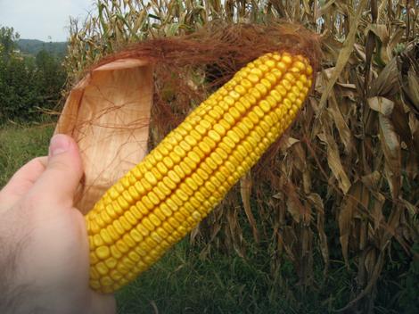 Uprava za veterinu: Zbog suše se očekuje više aflatoksina u kukuruzu
