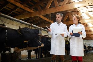 Uprava za veterinu sprovela vanredne kontrole i objavila preporuke za ishranu muznih krava u cilju prevencije pojave aflatoksina u mleku